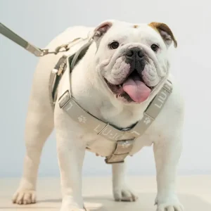 Liu Jo - Pettorina H