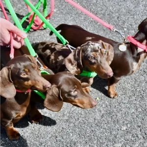 Liu Jo - Guinzaglio Fluo