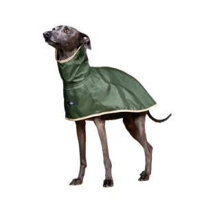 The Striped Dog - Paramount Verde