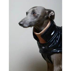 The Striped Dog - Venice Levriero